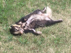 Arctonyx albogularis