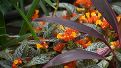 Chrysothemis pulchella