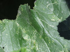 Insecta