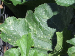 Insecta