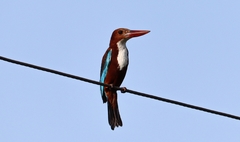 Halcyon smyrnensis