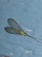 Chrysopa coloradensis