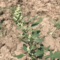 Chenopodium album