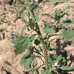 Chenopodium album