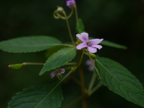 Impatiens dasysperma (Impatiens dasysperma)