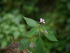 Impatiens dasysperma