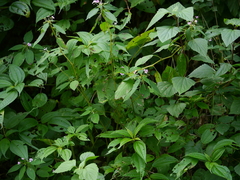 Impatiens dasysperma