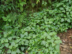 Impatiens dasysperma