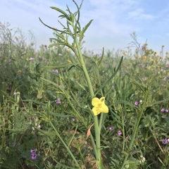 Eulobus californicus