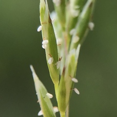 Poaceae