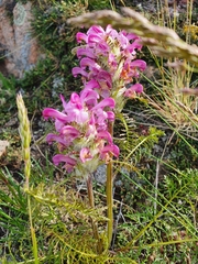 Pedicularis rubens