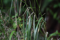 Trisetum virletii