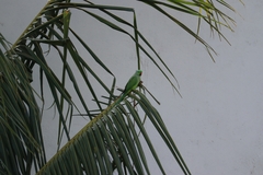 Psittacula krameri