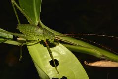 Mecopodinae