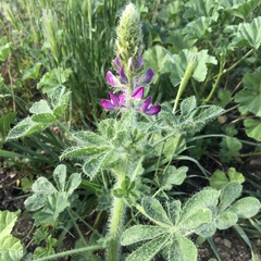 Lupinus hirsutissimus