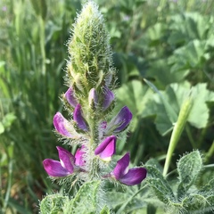 Lupinus hirsutissimus
