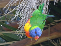 Trichoglossus moluccanus