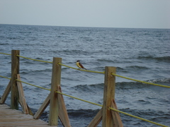 Pitangus sulphuratus