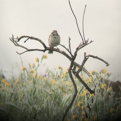 Chondestes grammacus