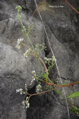 Mitreola