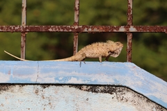 Calotes versicolor