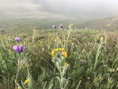 Dipterostemon capitatus