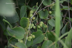 Cocculus diversifolius
