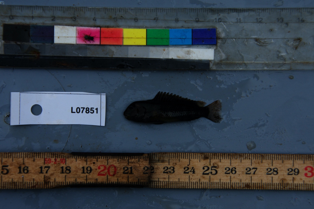 Ubangi lionhead cichlid (Steatocranus ubanguiensis) — Cichlidae