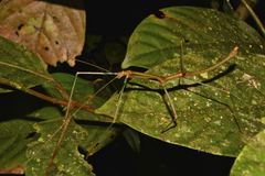 Phenacephorus sepilokensis