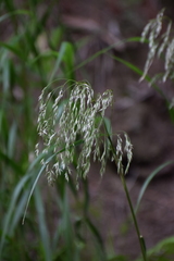 Trisetum virletii