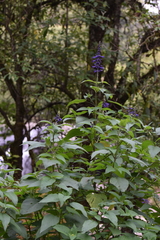 Salvia concolor