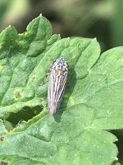 Graphocephala appropinquans