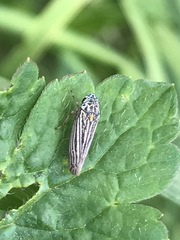 Graphocephala appropinquans