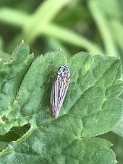 Graphocephala appropinquans