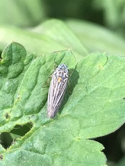 Graphocephala appropinquans