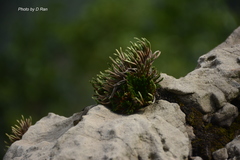 Selaginella pulvinata
