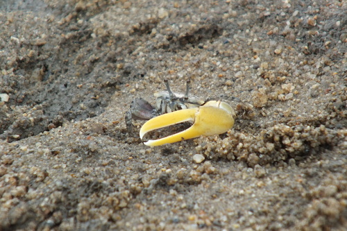 Austruca perplexa