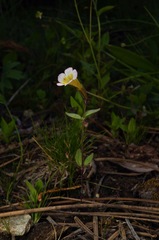 Erythranthe trinitiensis