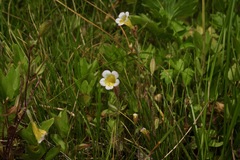 Erythranthe trinitiensis