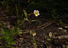 Erythranthe trinitiensis