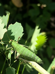 Gomphomastax clavata