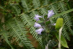 Hygrophila