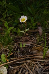 Erythranthe trinitiensis