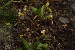 Erythranthe trinitiensis