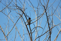 Lybius torquatus torquatus