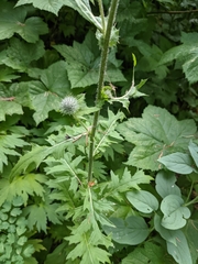 Cirsium edule