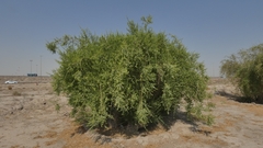 Salvadora persica