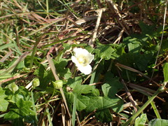 Momordica balsamina