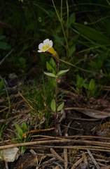 Erythranthe trinitiensis