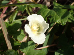 Momordica balsamina